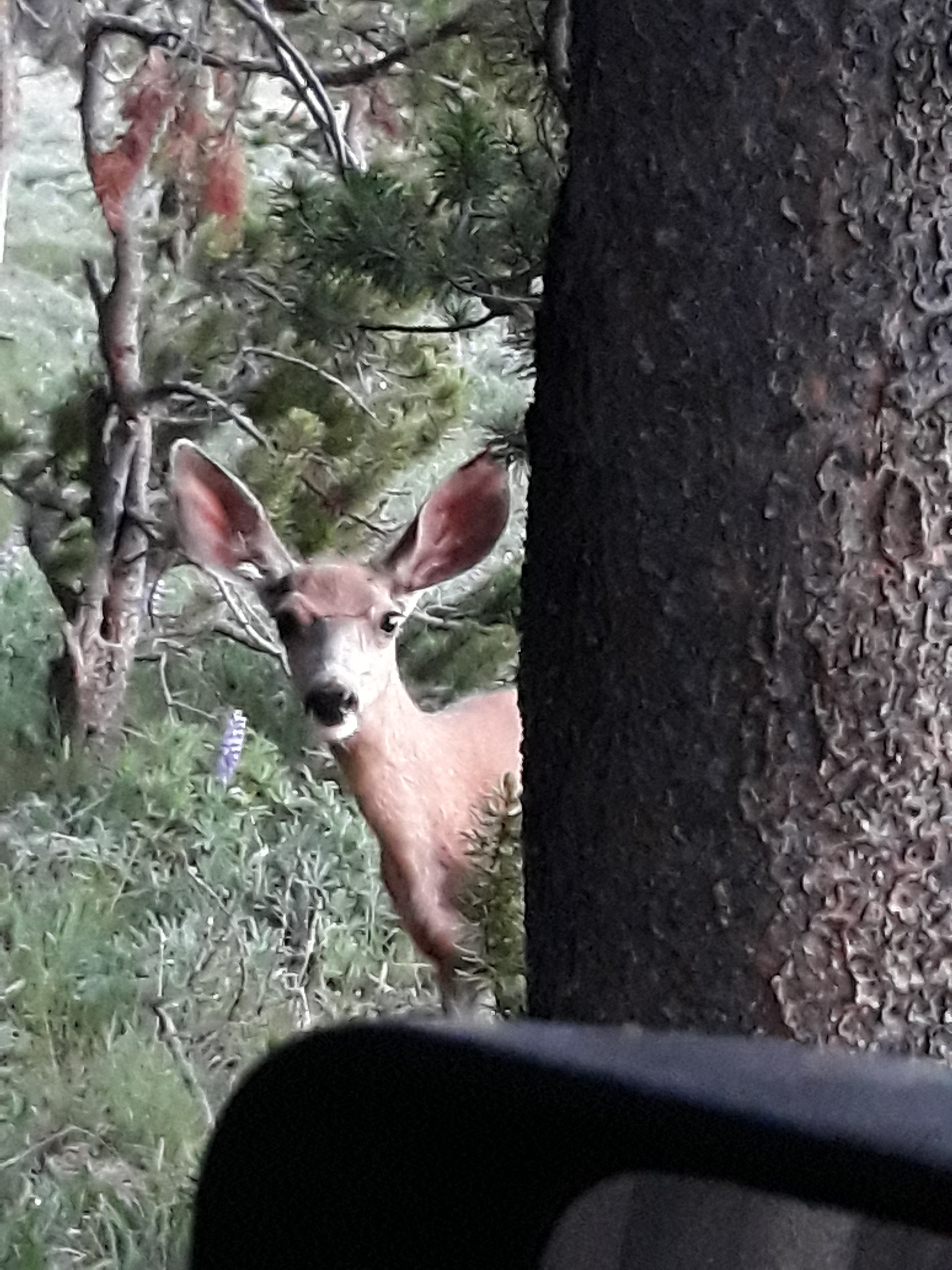 Bighorn Wyoming Deer