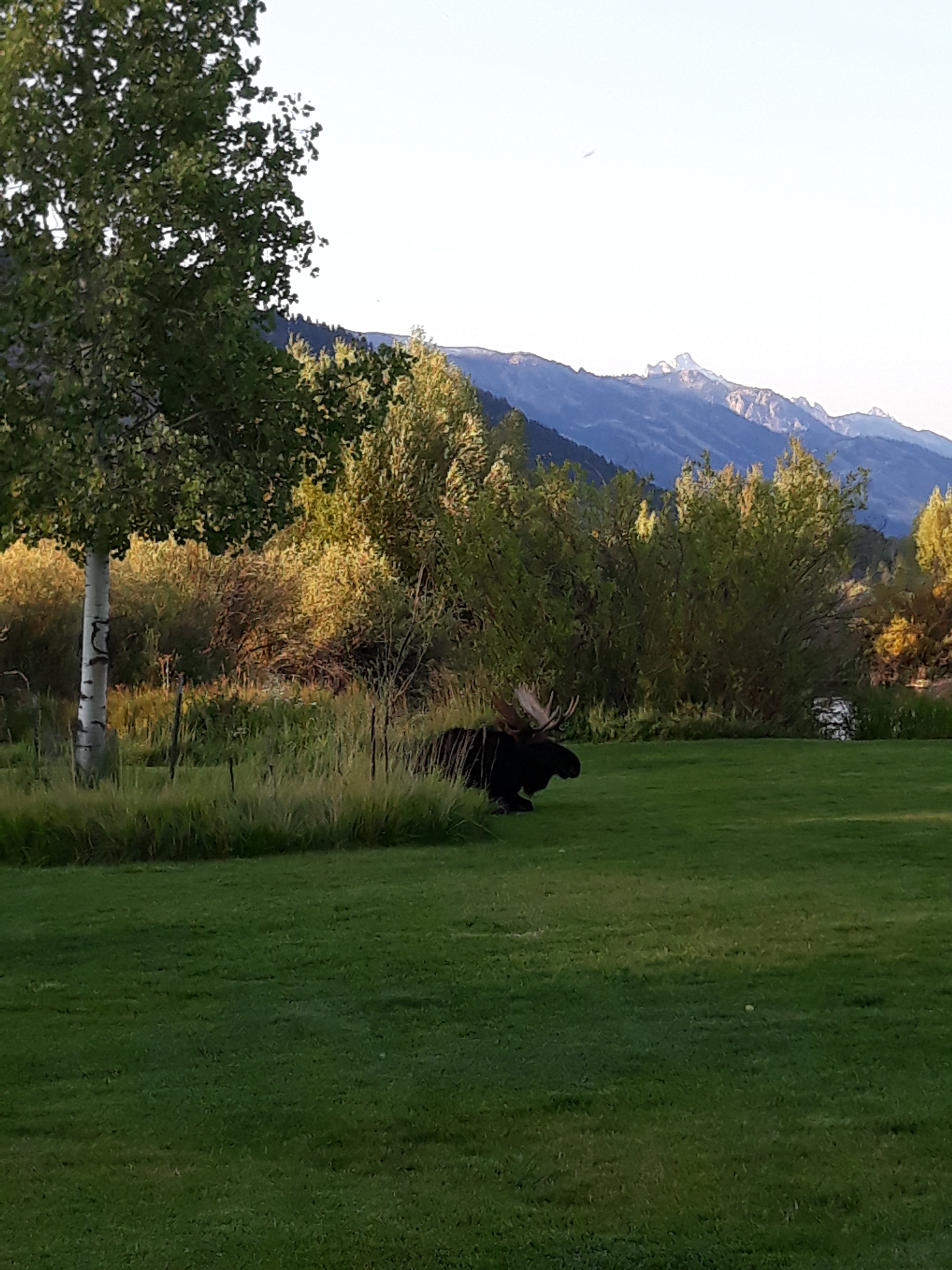 Wyoming Moose