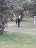 Wilson Wyoming Moose