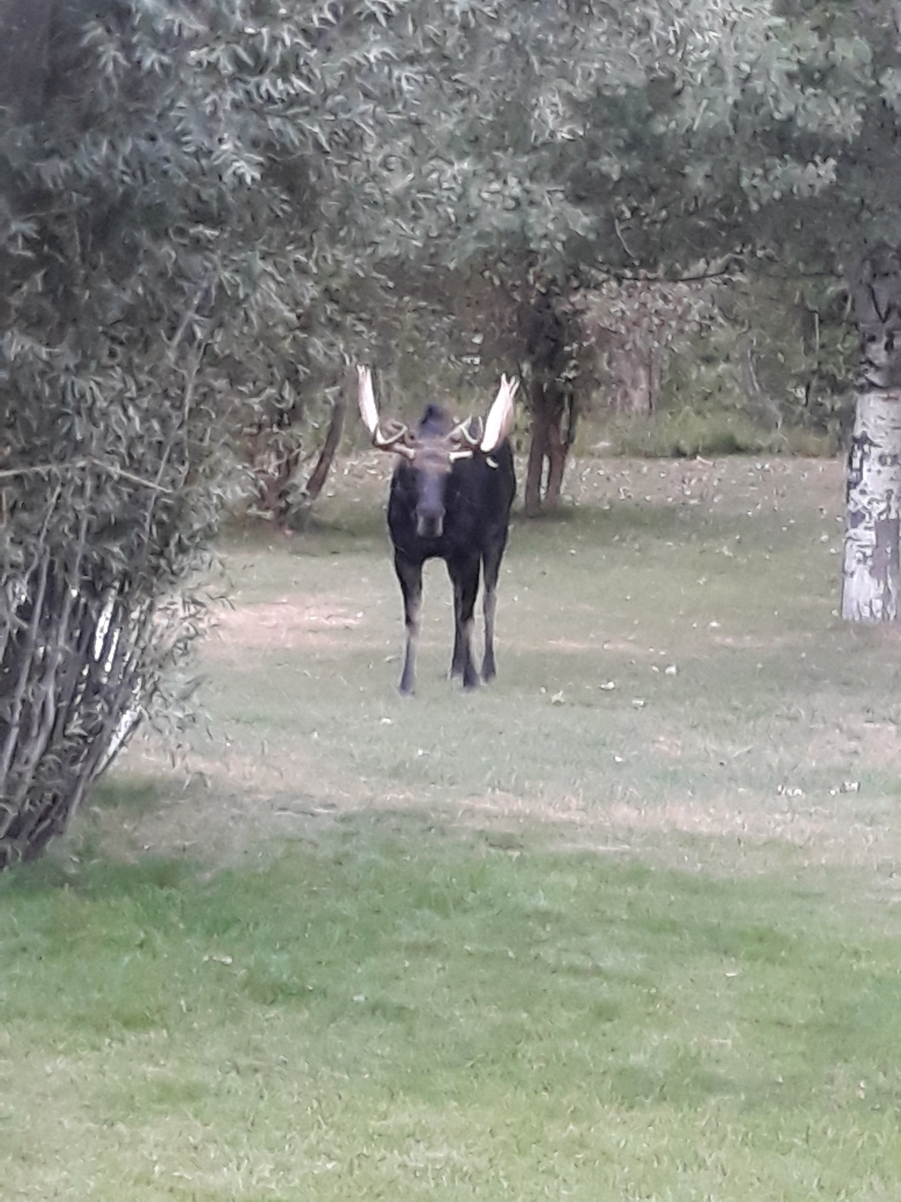 Wilson Wyoming Moose