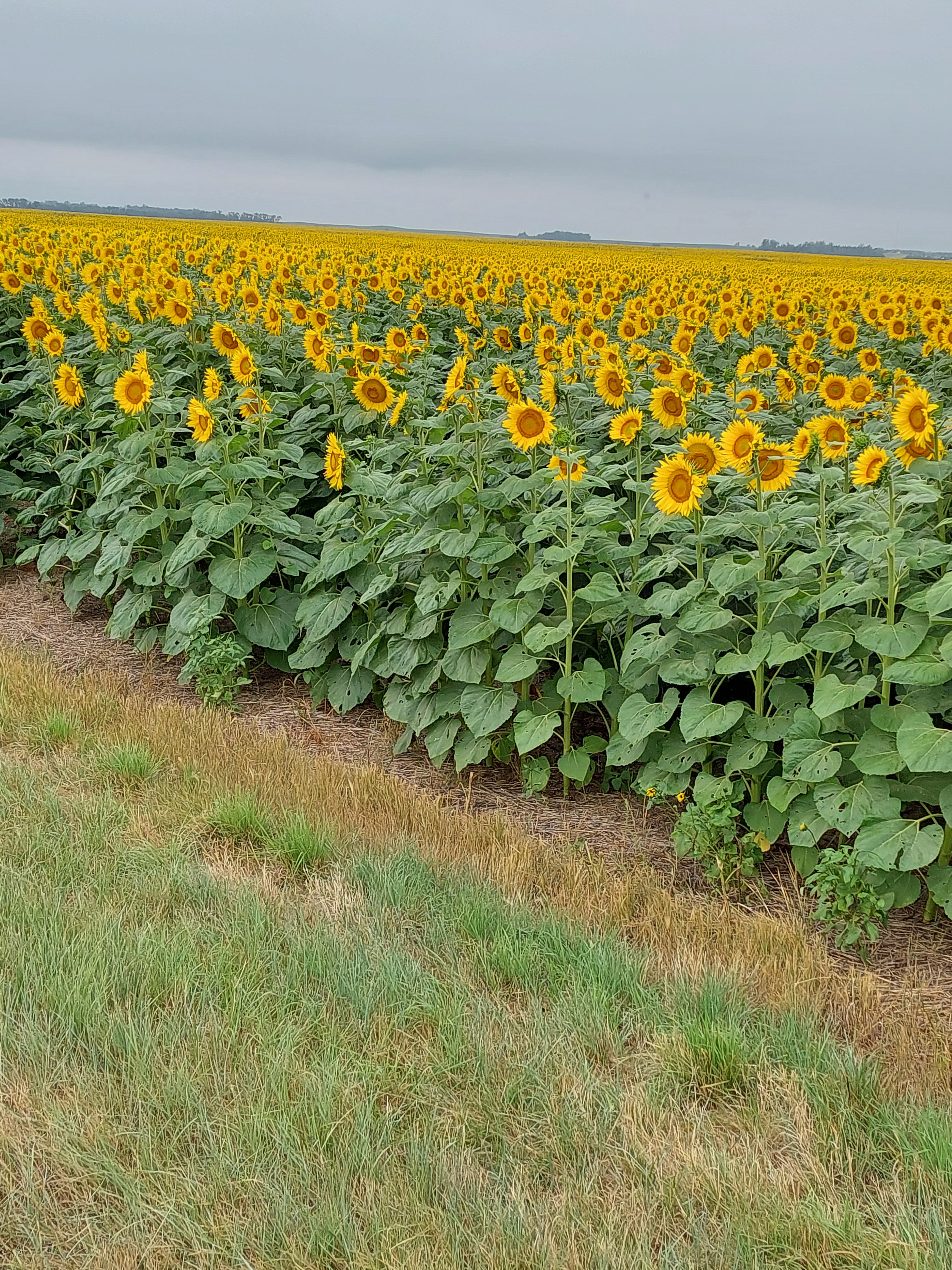 North Dakota Sunflower Fields