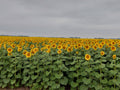 North Dakota Sunflower Fields