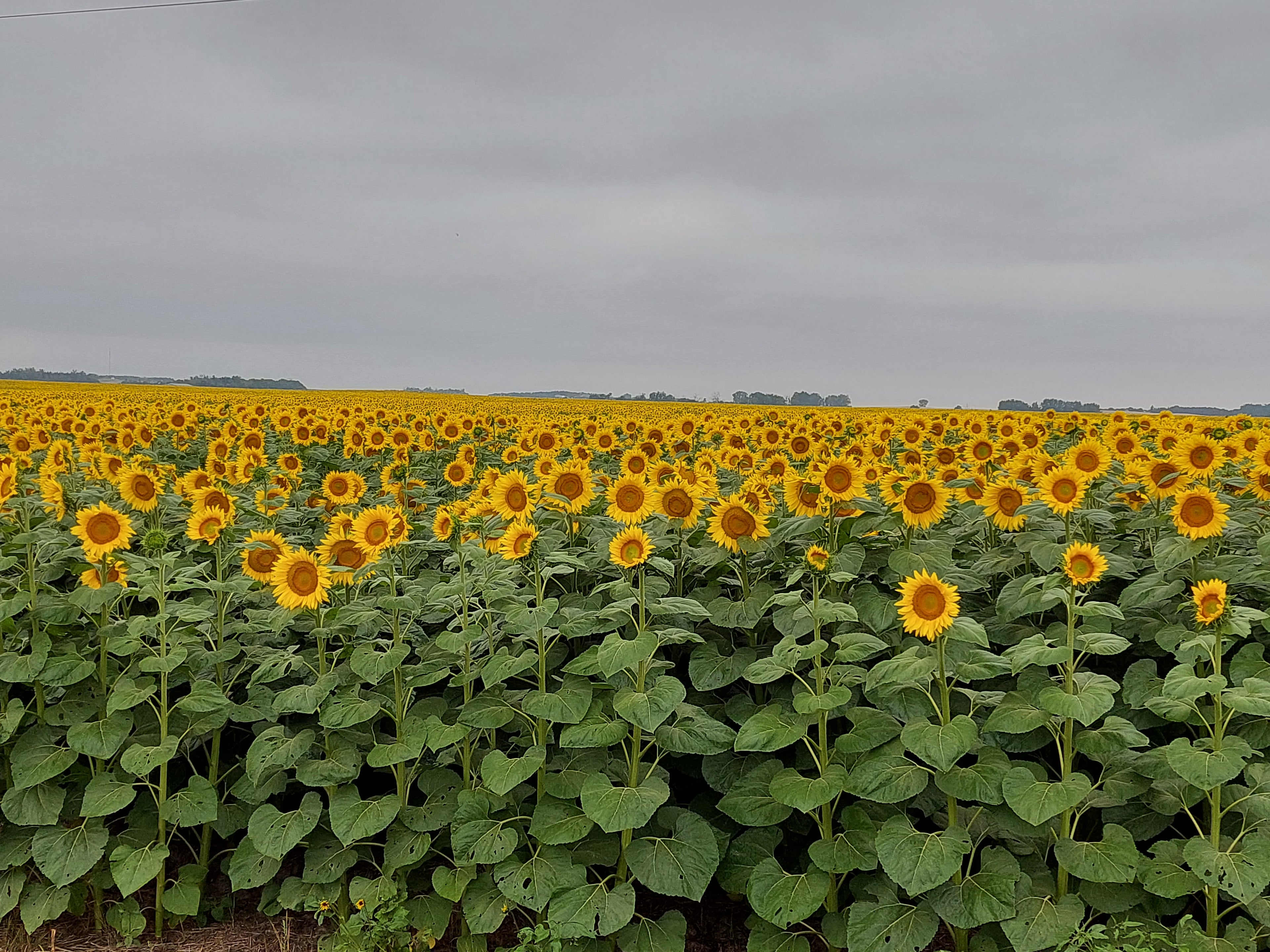 North Dakota Sunflower Fields