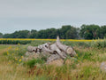 North Dakota Sunflower Fields