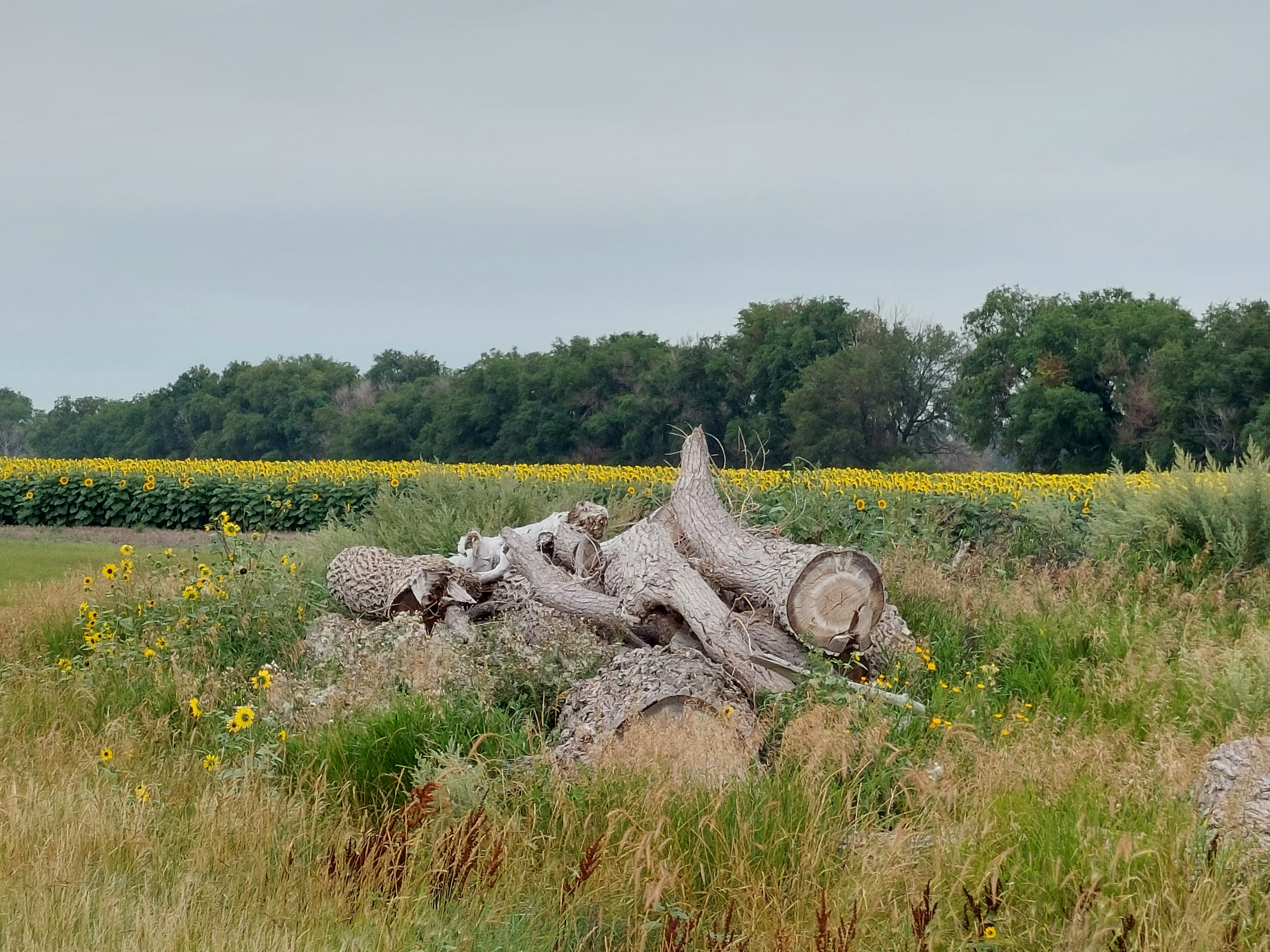 North Dakota Sunflower Fields