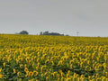 North Dakota Sunflower Fields