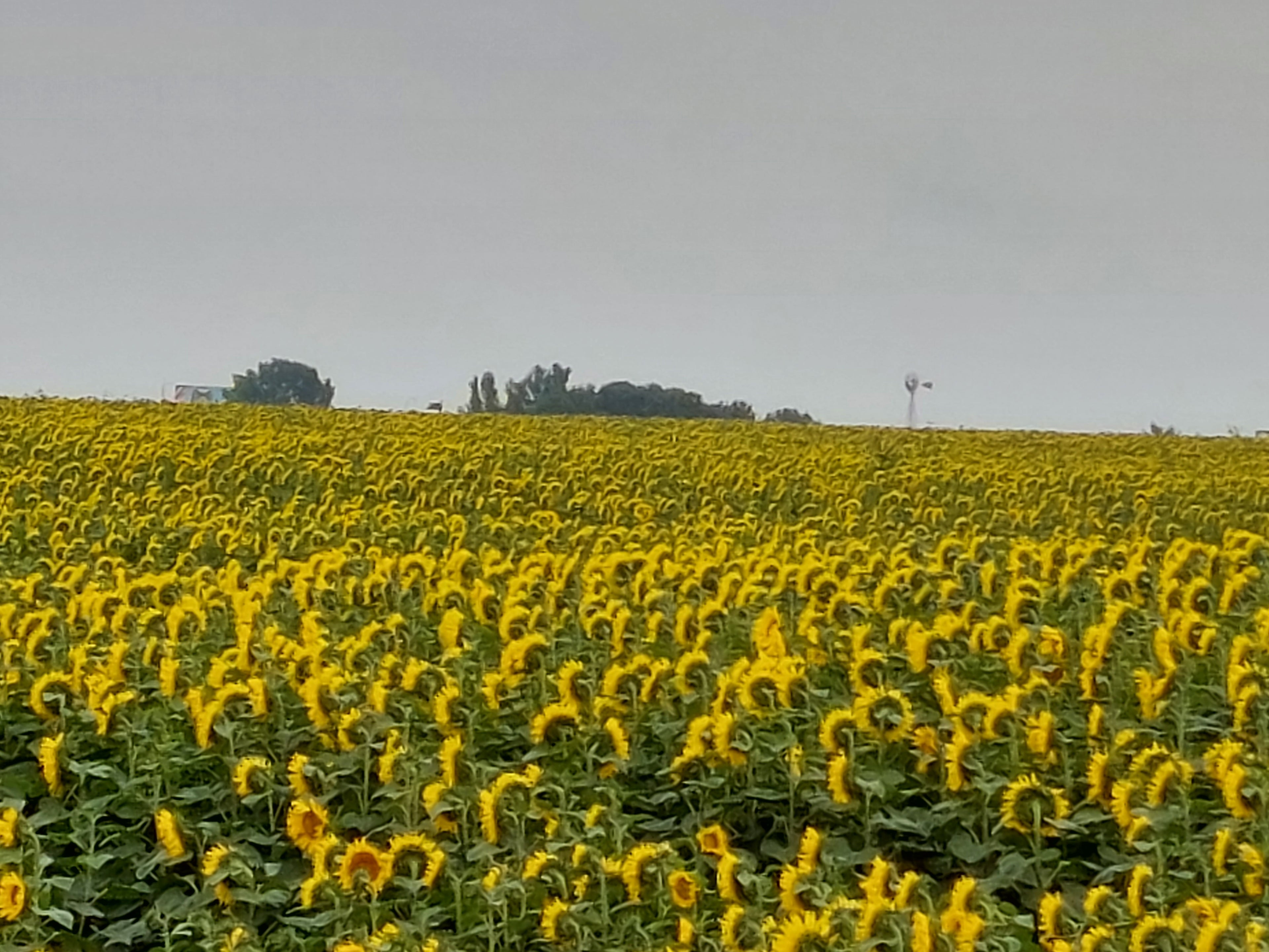 North Dakota Sunflower Fields