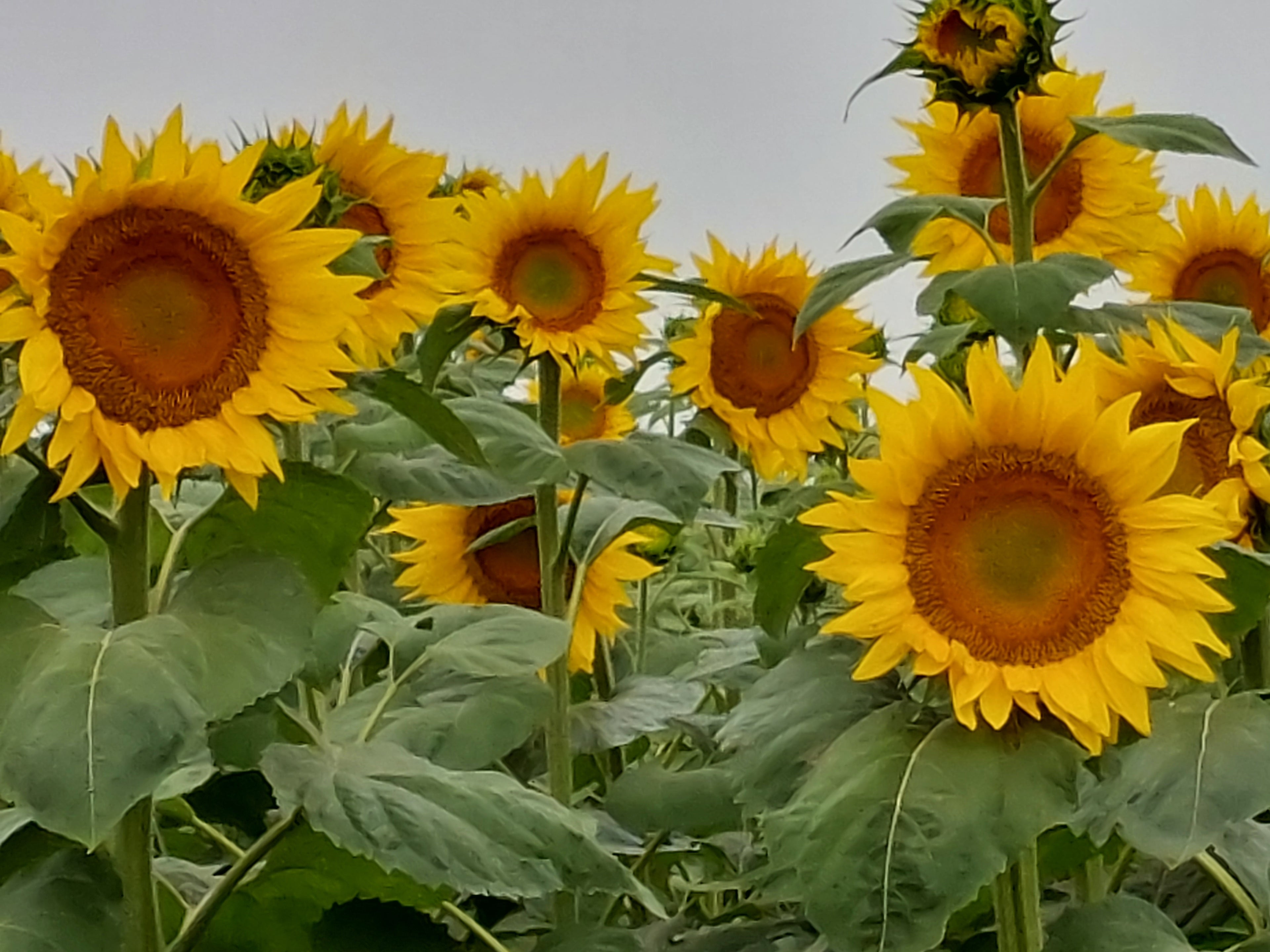 North Dakota Sunflower Fields
