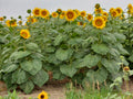 North Dakota Sunflower Fields
