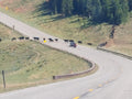 Bear Tooth Highway Wyoming - free range cattle