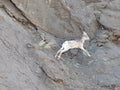 Wyoming Mountain Sheep