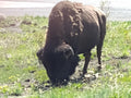 Buffalo Yellowstone- Don't Approach